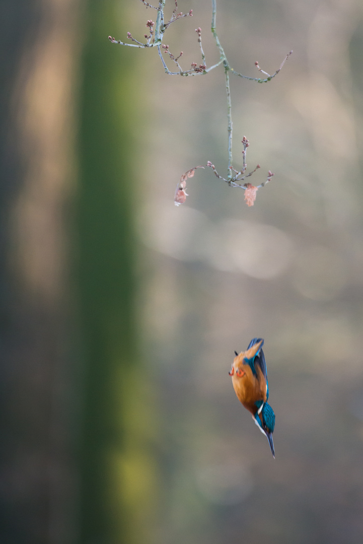 Eisvogel im Sturzflug