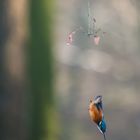 Eisvogel im Sturzflug