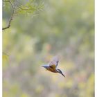 Eisvogel im Sturzflug