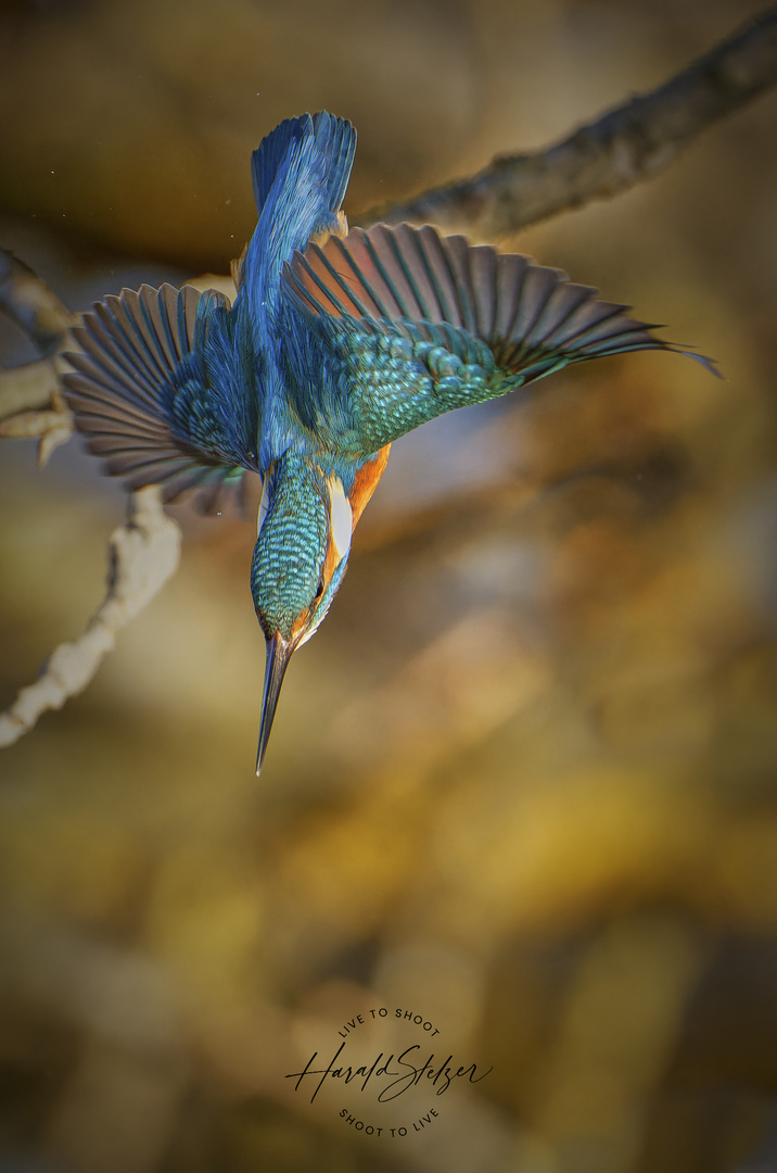 Eisvogel im Sturzflug 