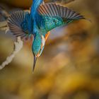 Eisvogel im Sturzflug 