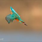 ~ Eisvogel im Sturzflug ~