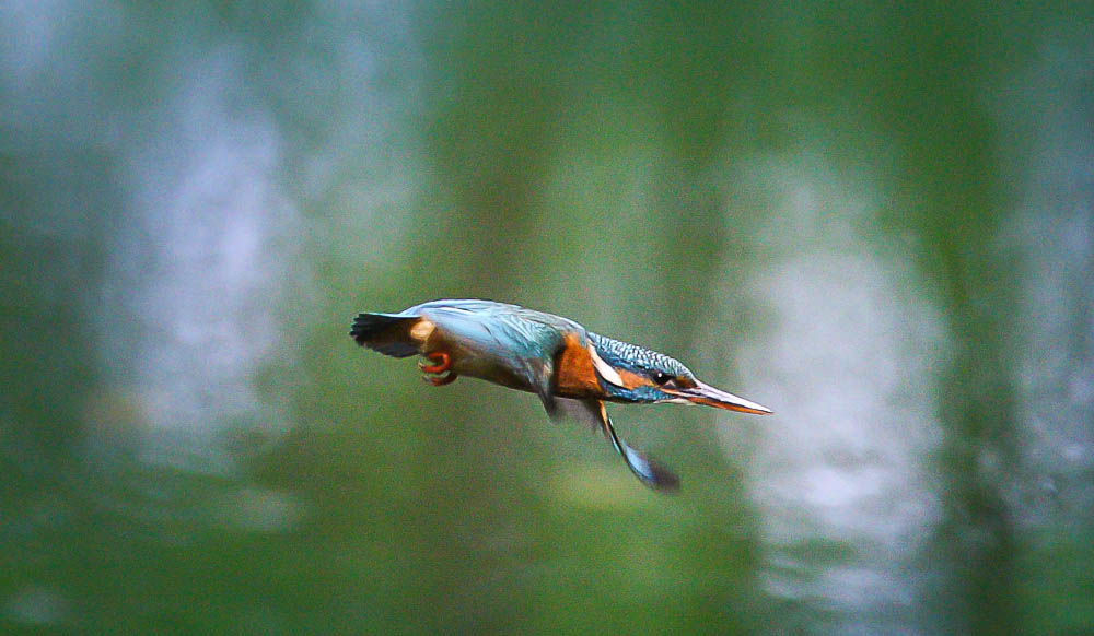 Eisvogel im Sturzfug