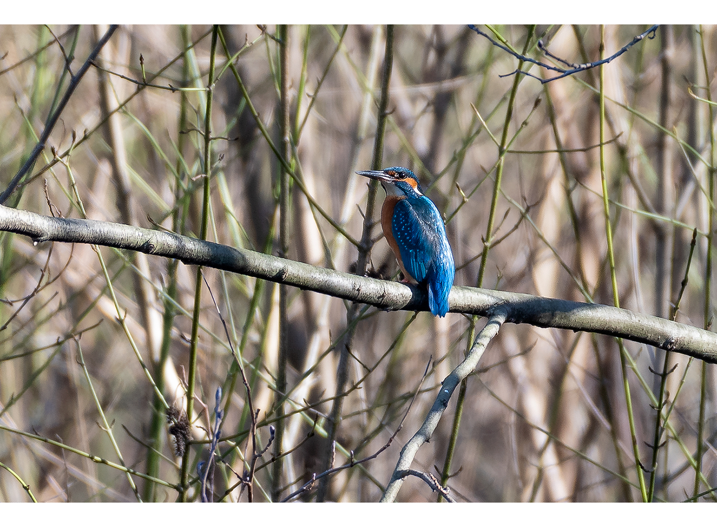 Eisvogel im Südpark