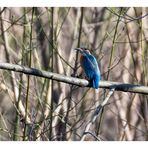 Eisvogel im Südpark