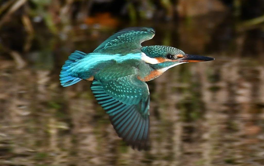 Eisvogel im Tiefflug