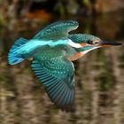 Eisvogel im Tiefflug