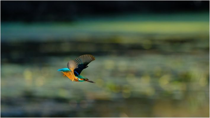Eisvogel im Tiefflug