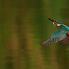 Eisvogel im Tiefflug