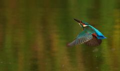 Eisvogel im Tiefflug