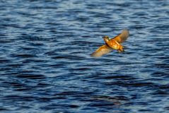 "EISVOGEL IM TIEFFLUG"