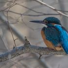 Eisvogel im trüben Licht