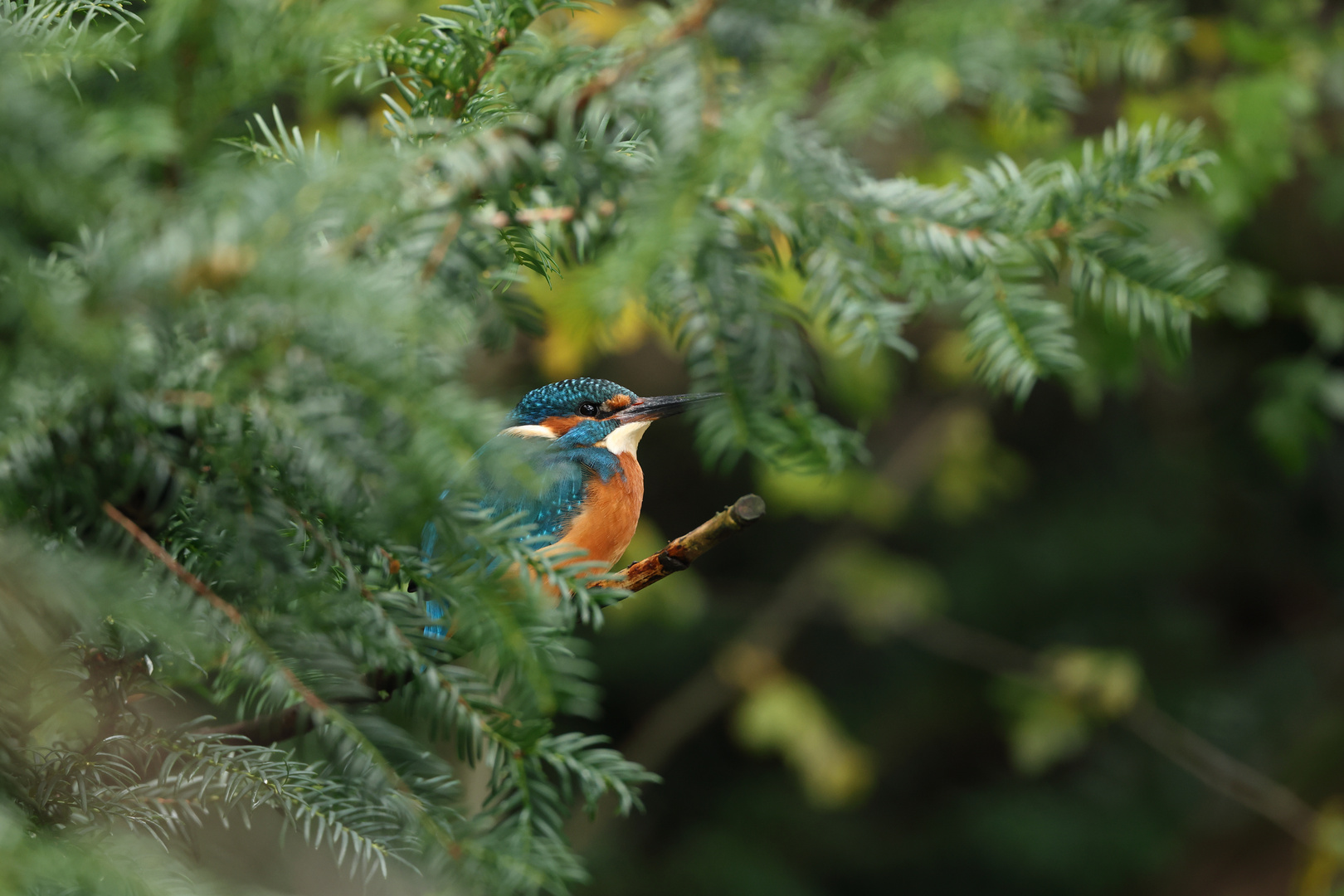 Eisvogel im Versteck 