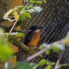 Eisvogel im Vogelpark Marlow