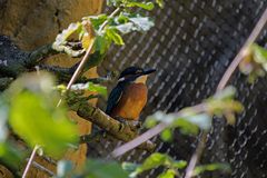 Eisvogel im Vogelpark Marlow