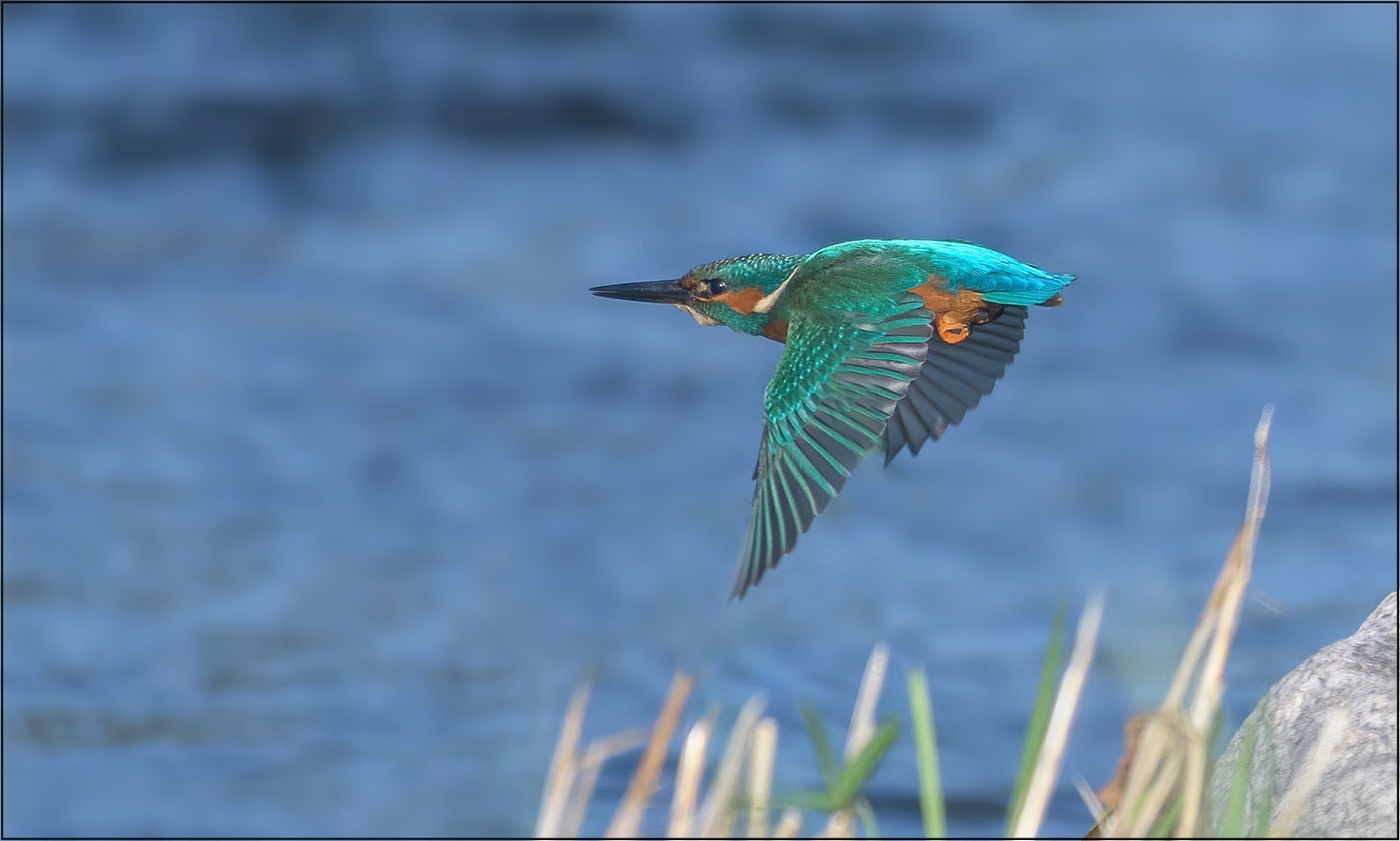 Eisvogel im Vorbeiflug