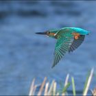 Eisvogel im Vorbeiflug