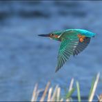 Eisvogel im Vorbeiflug