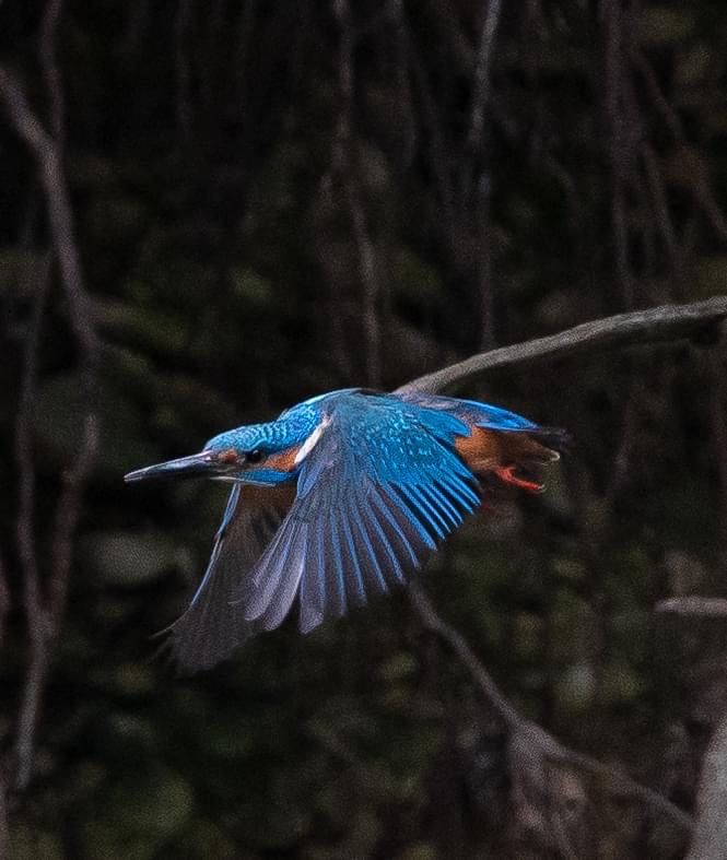 Eisvogel im Vorbeiflug 