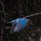 Eisvogel im Vorbeiflug 