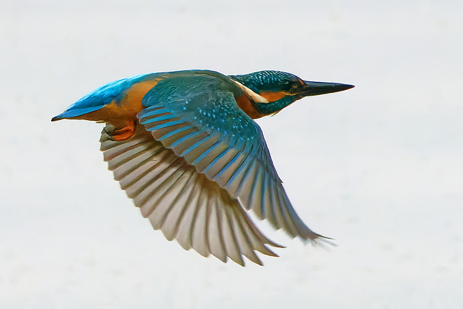 Eisvogel im Vorbeiflug