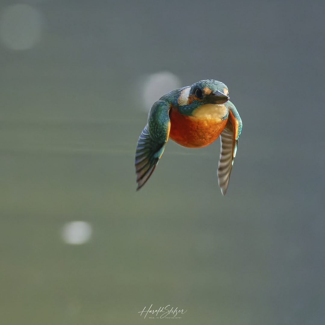 Eisvogel im Vorbeiflug.