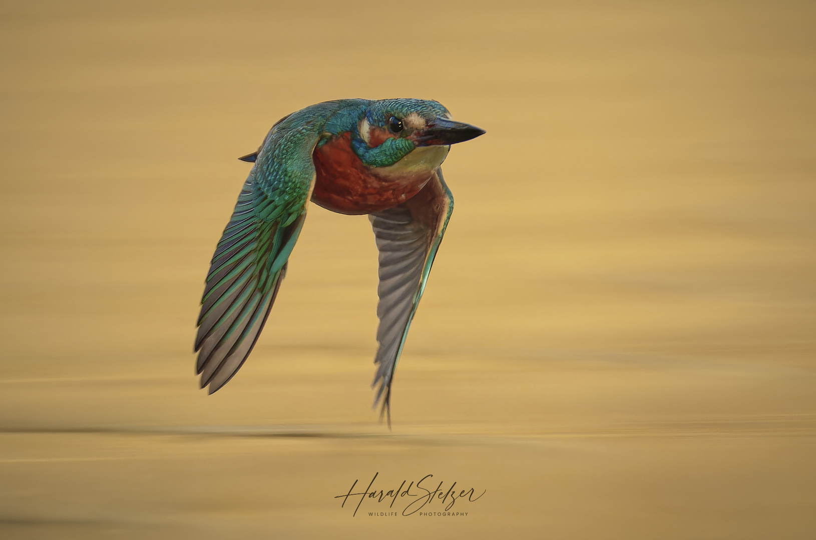 Eisvogel im Vorbeiflug, wiedermal 