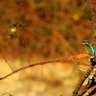 Eisvogel im warmen Licht