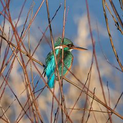 Eisvogel im Weidenbusch 