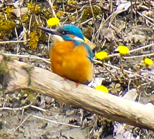 Eisvogel im werdenden Frühling