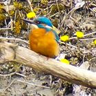 Eisvogel im werdenden Frühling