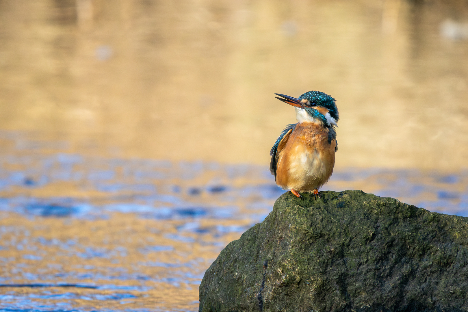 Eisvogel im Wind