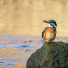 Eisvogel im Wind