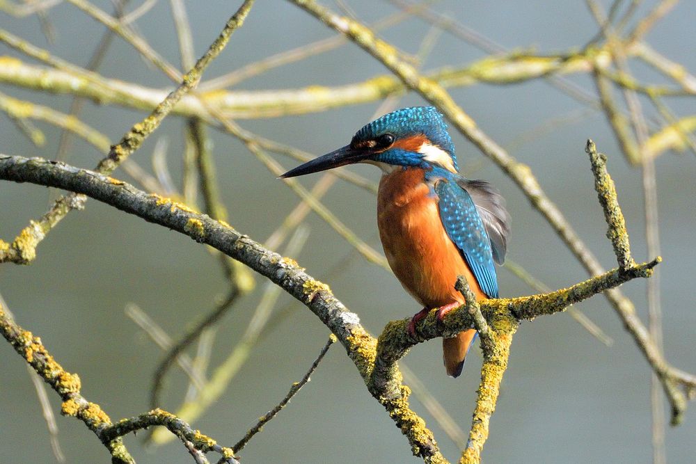 Eisvogel im Wind