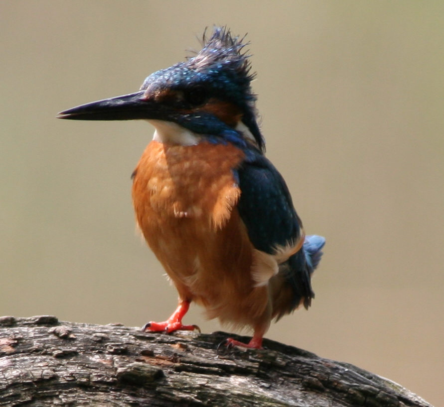 Eisvogel im Wind