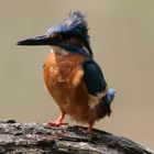 Eisvogel im Wind