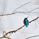 Eisvogel im Winter 1