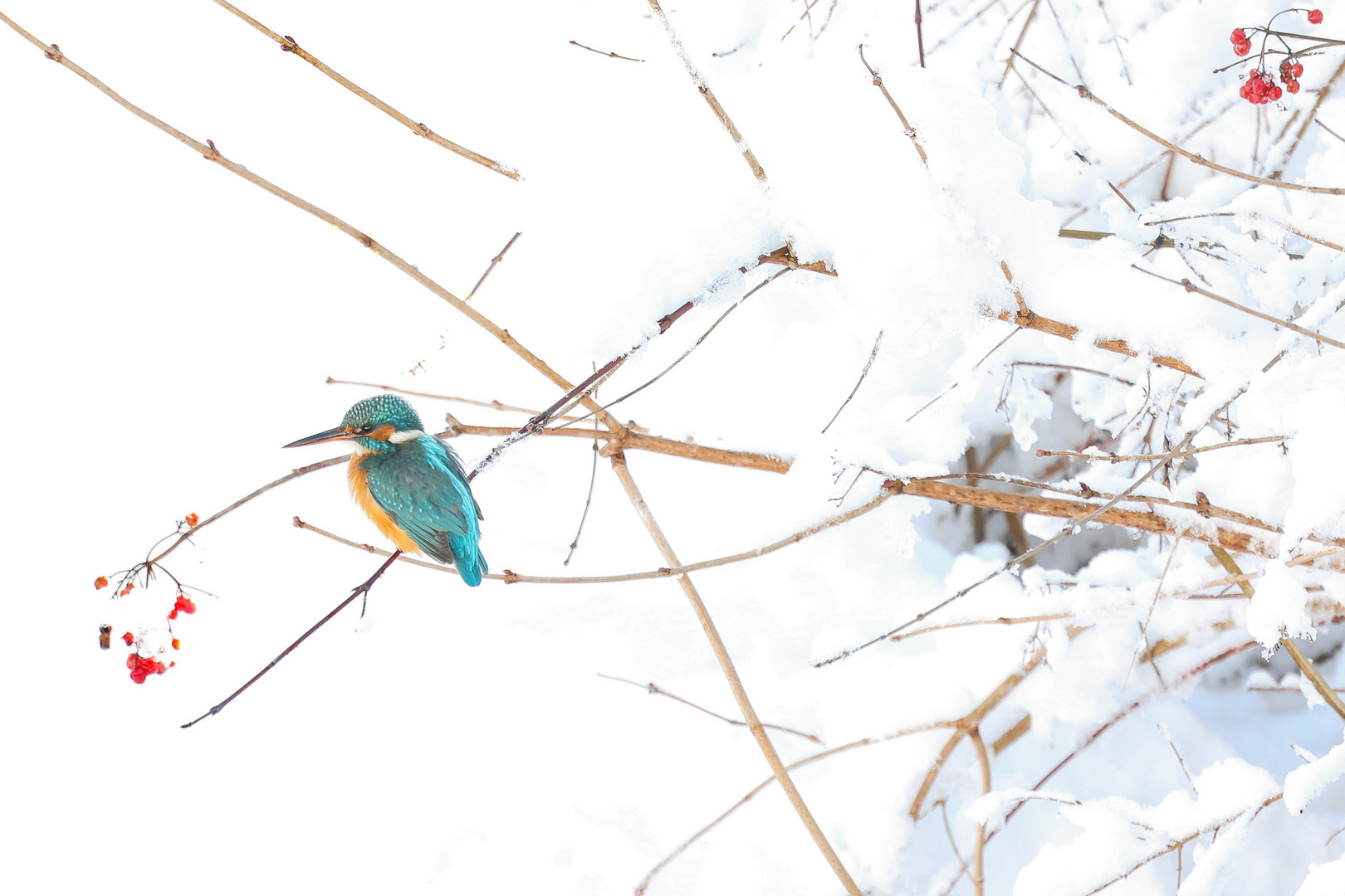 Eisvogel im Winter 