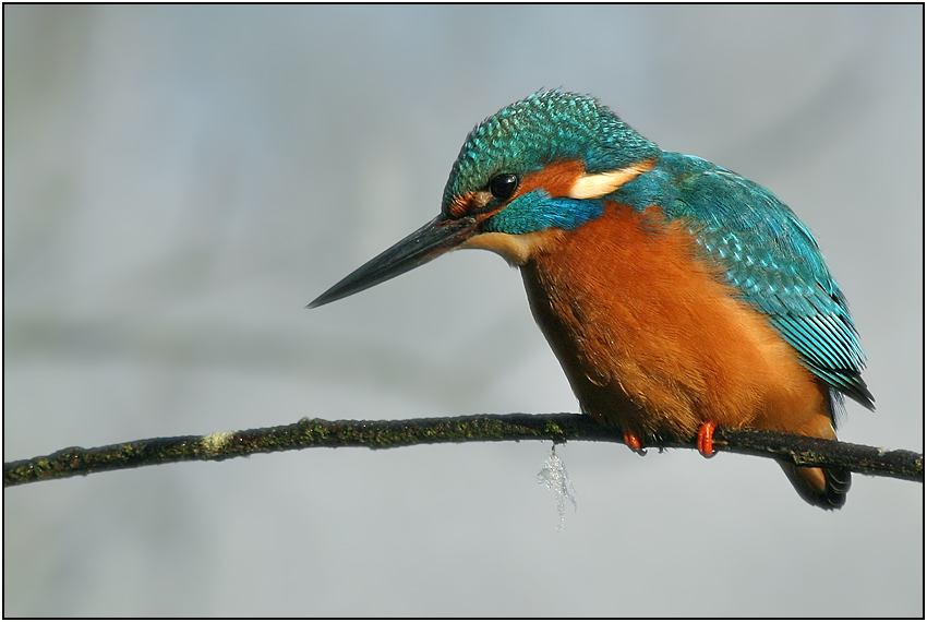 Eisvogel im Winter