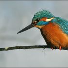 Eisvogel im Winter