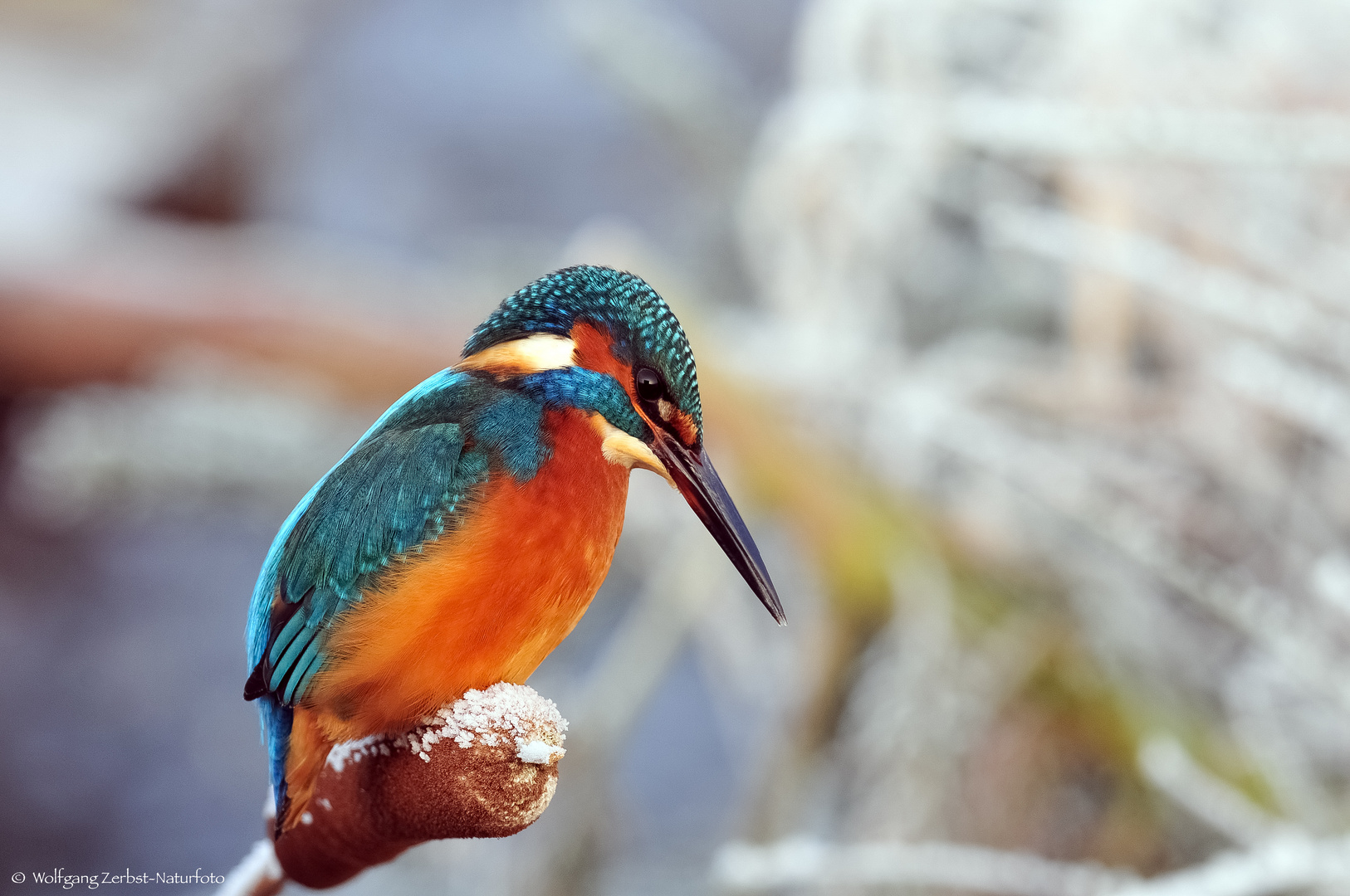   - EISVOGEL IM WINTER -