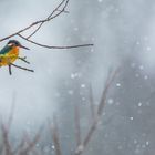 Eisvogel im Winter