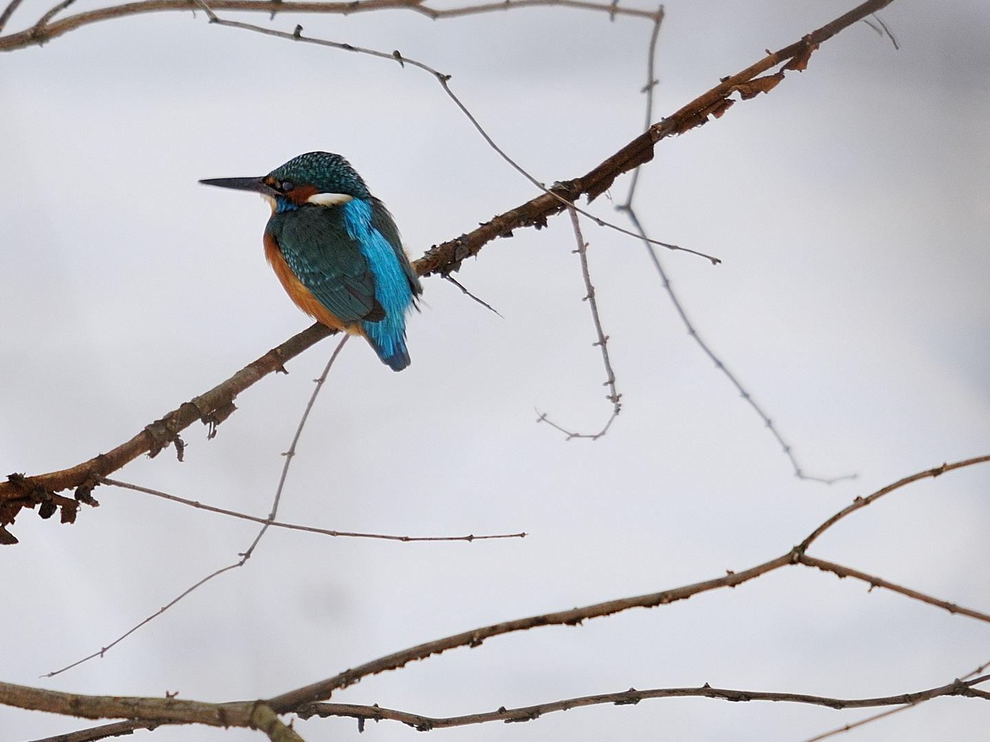 Eisvogel im Winter