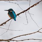 Eisvogel im Winter