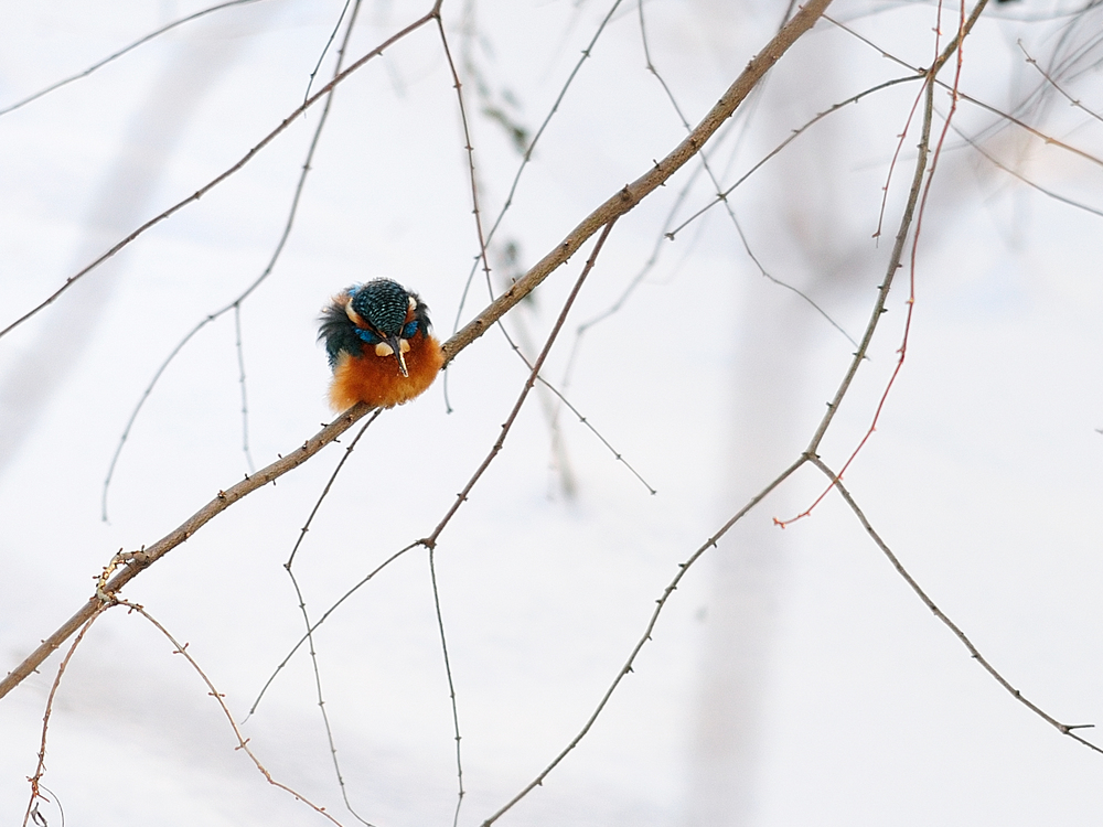 Eisvogel im Winter