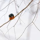 Eisvogel im Winter