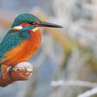 Eisvogel im Winter  ( Alcedo atthis )