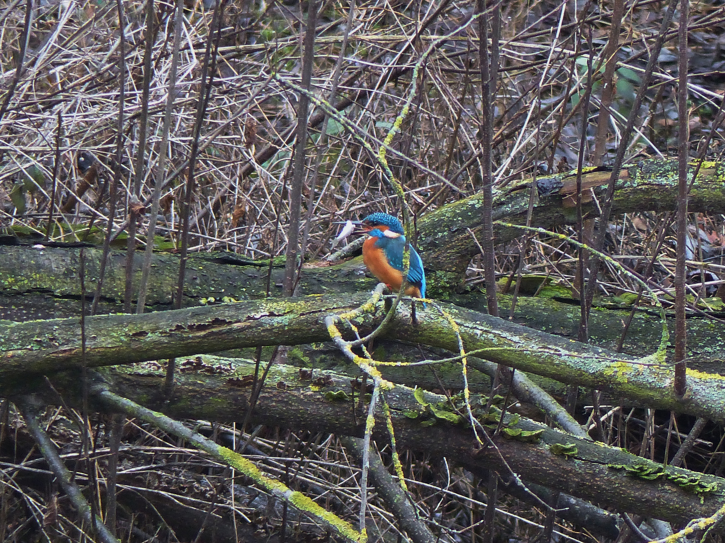   Eisvogel im Winter