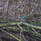   Eisvogel im Winter