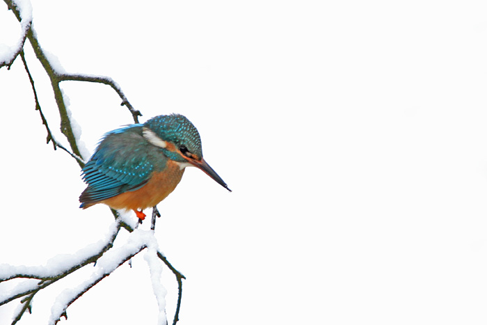 Eisvogel im Winter